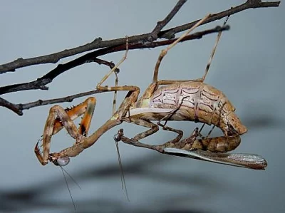 kudlanky parasphendale affinis 
