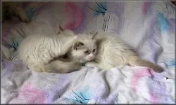 koťátka Ragdoll s PP