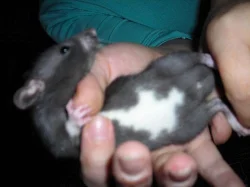 Daruji 7 potkanách miminek
