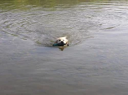 5,5 měsíční žlutý labradoří kluk s PP
