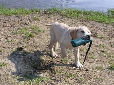 5,5 měsíční žlutý labradoří kluk s PP