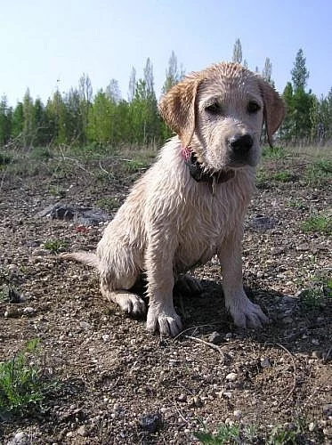 5,5 měsíční žlutý labradoří kluk s PP