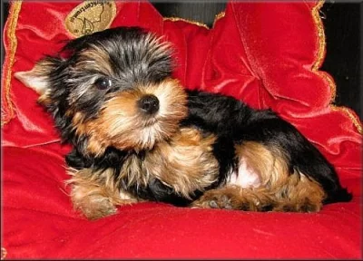 Yorkshire terrier