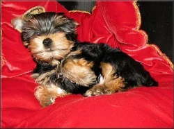 Yorkshire terrier