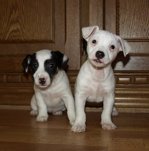 štěnátka jack russell terier