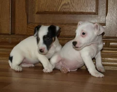 štěnátka jack russell terier