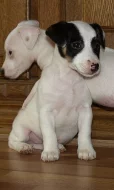 štěnátka jack russell terier