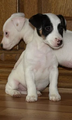 štěnátka jack russell terier