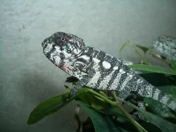 Chameleon pardali (Furcifer pardalis) Ambilobe F2