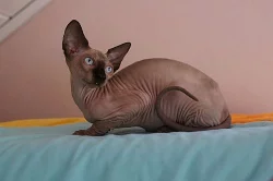 !!!Nabizime krasna kotata Kanadsky sphynx!!!