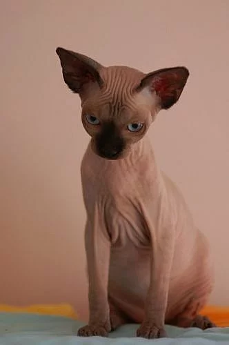 !!!Nabizime krasna kotata Kanadsky sphynx!!!