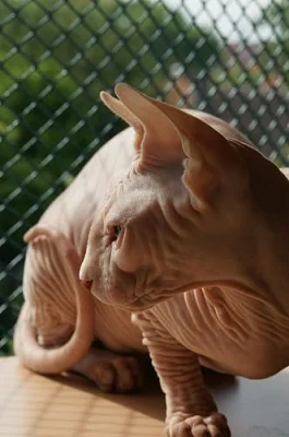 !!!Nabizime krasna kotata Kanadsky sphynx!!!