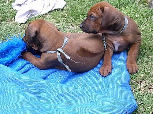 Štěně Rhodéského Ridgebacka