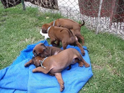 Štěně Rhodéského Ridgebacka