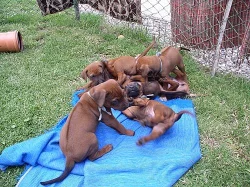 Štěně Rhodéského Ridgebacka