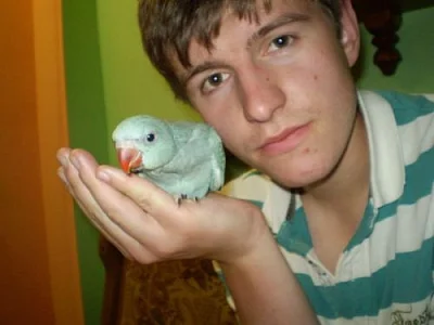 Dokrmené, krotké Alexandry Malé