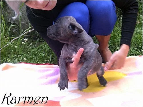 Štěnata Dogy Malorské 6 holek 3 hoši