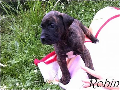 Štěnata Dogy Malorské 6 holek 3 hoši