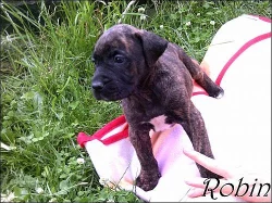 štěnata Dogy Malorské 6 holek 3 hoši