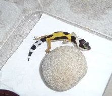 GEKONČÍK NOČNÍ - LETOŠNÍ MLÁĎATA