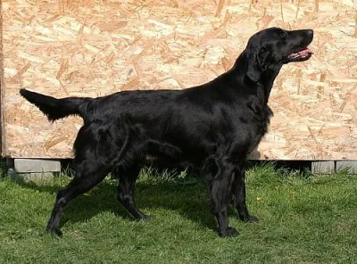 Flat coated retriever s PP - poslední pejsek 