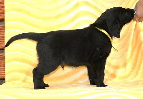 Flat coated retriever s PP - poslední pejsek 