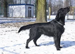 Flat coated retriever s PP - poslední pejsek 