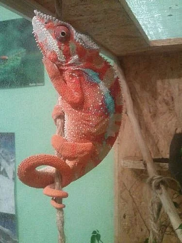 Chameleon, furcifer pardalis