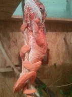 Chameleon, furcifer pardalis