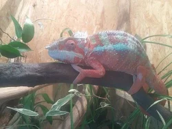 Chameleon, furcifer pardalis