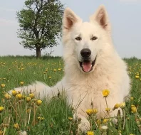 Bílý švýcarský ovčák