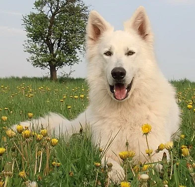 Bílý švýcarský ovčák
