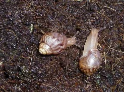 Prodám šneky (Achatina immaculata)