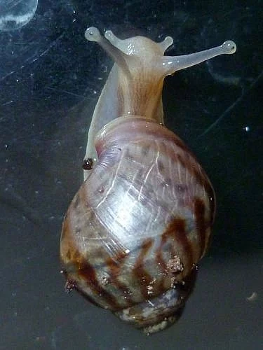 Prodám šneky (Achatina immaculata)