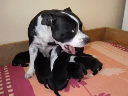 Staffordšírský bullterrier