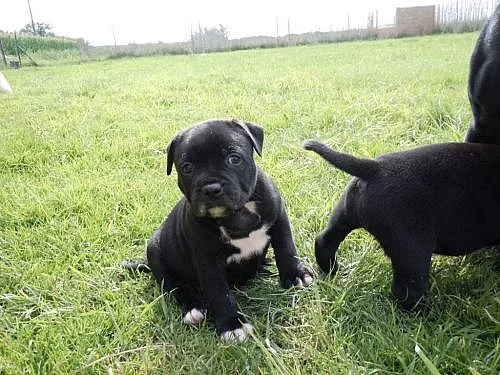 Staffordšírský bullterrier