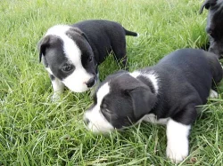 Staffordšírský bullterrier