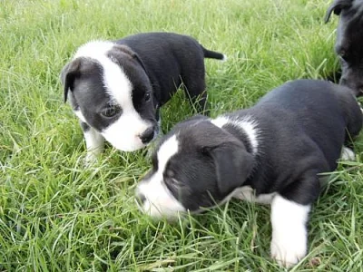 Staffordšírský bullterrier