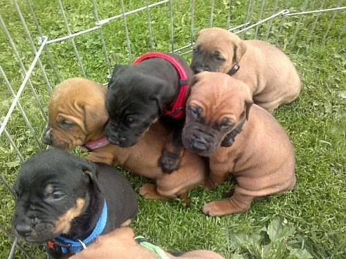 Tosa inu štěňata s PP