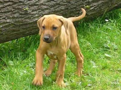 Malé Popelky Rhodéského Ridgebacka