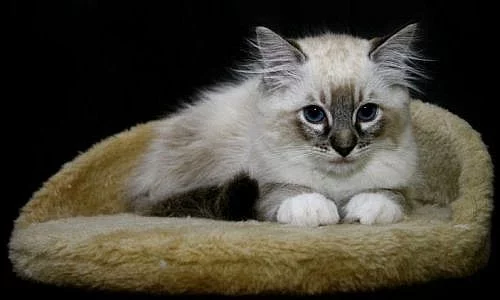 Ragdoll - koťata s PP - Ostrava
