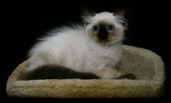 Ragdoll - koťata s PP - Ostrava