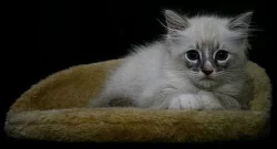 Ragdoll - koťata s PP - Ostrava