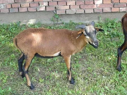 Ovce kamerunské