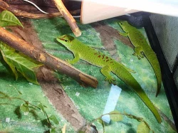 felzuma magagaskarská