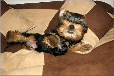 Yorkshire terrier - pejsek s PP