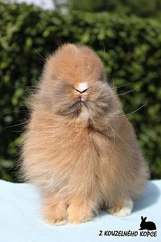Luxusní teddy sameček s rodokmenem