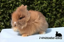 Luxusní teddy sameček s rodokmenem