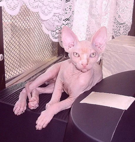 Sphynx kocourek s PP