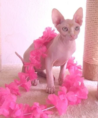 Sphynx kocourek s PP